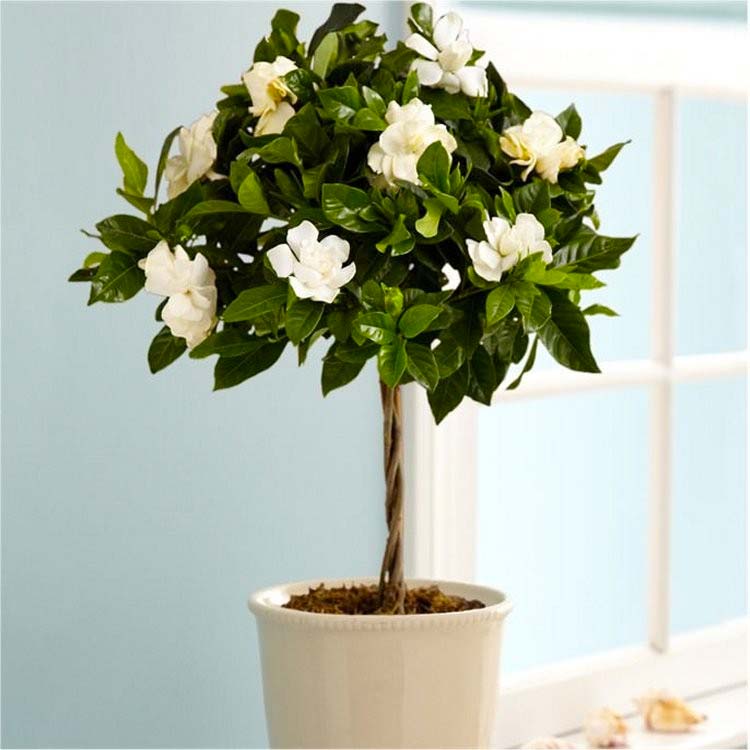 slaapkamer planten gardenia slaapkamer planten gardenia