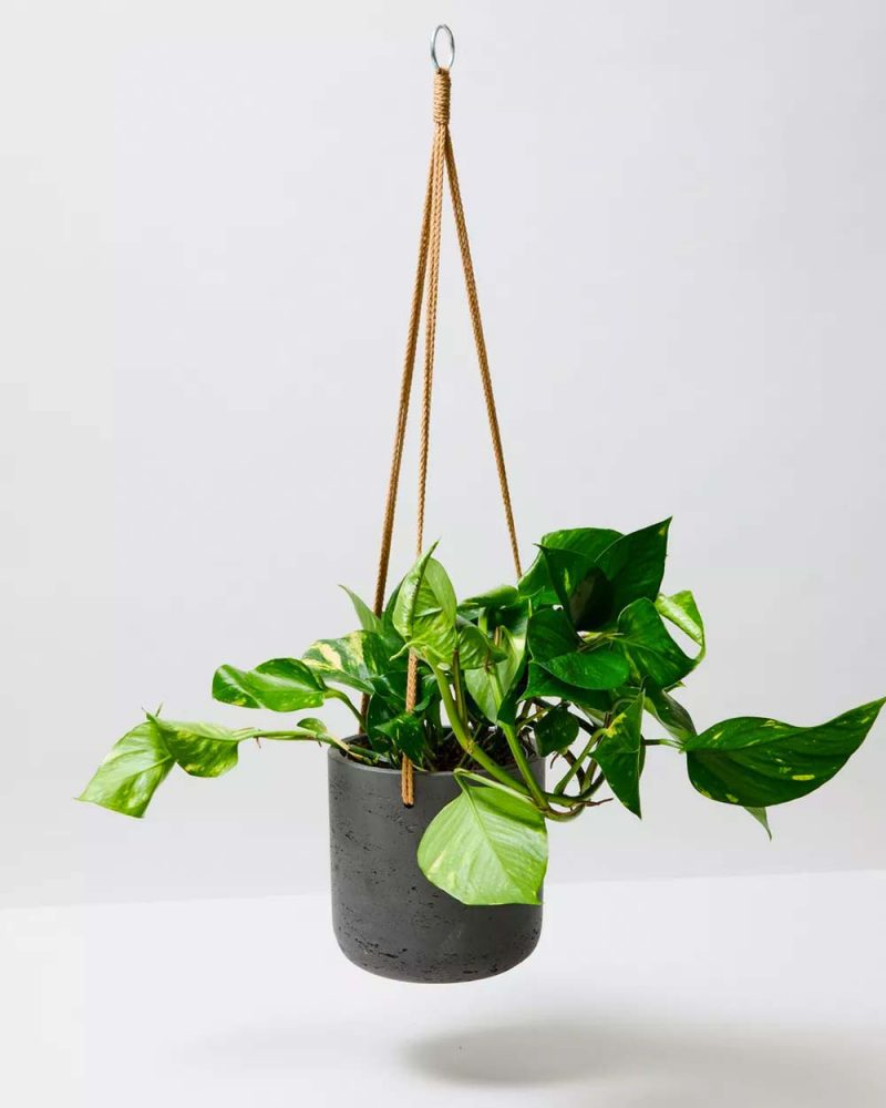 slaapkamer planten golden pothos slaapkamer planten golden pothos