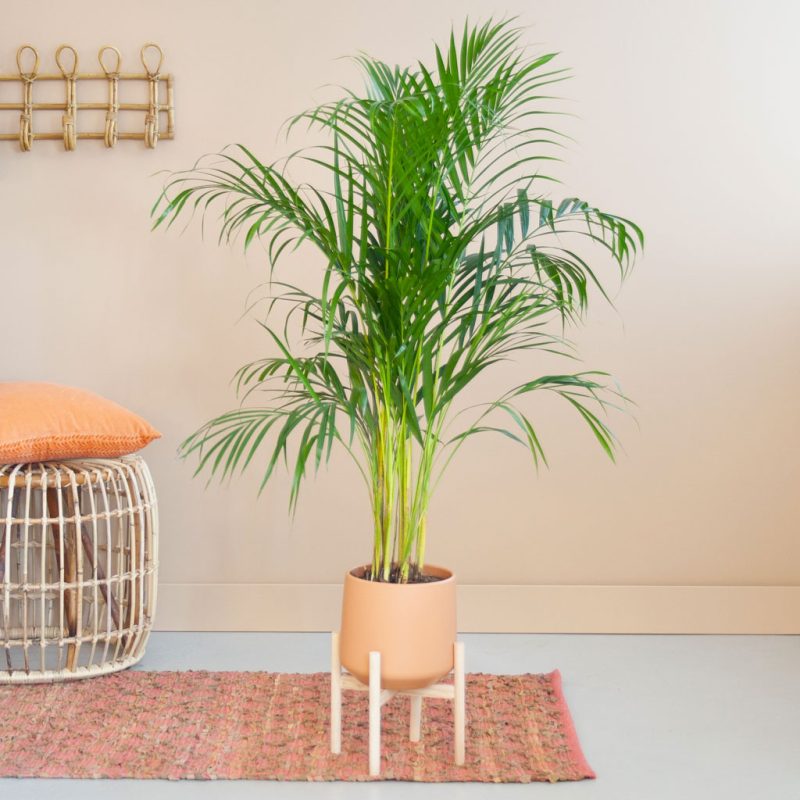 slaapkamer planten goudpalm slaapkamer planten goudpalm