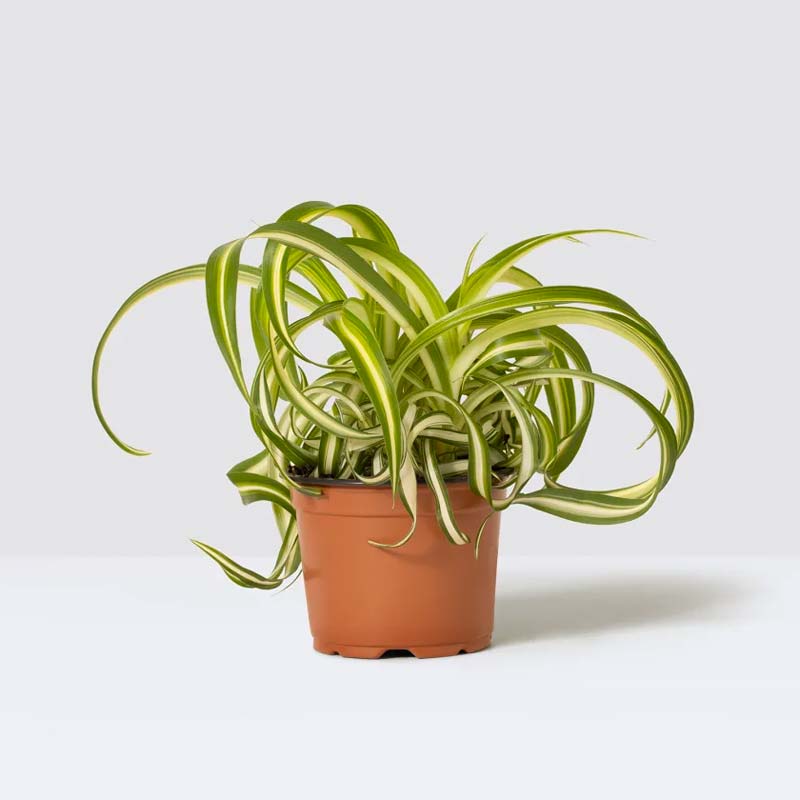 slaapkamer planten graslelie slaapkamer planten graslelie