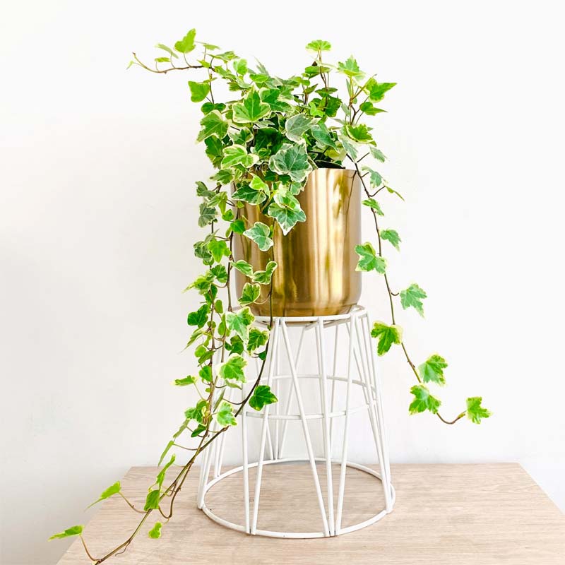 slaapkamer planten klimop slaapkamer planten klimop