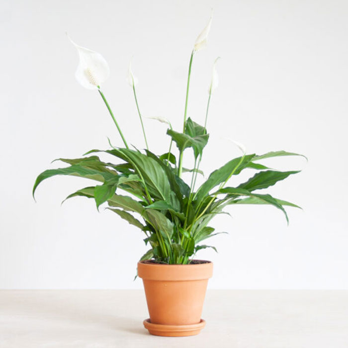 slaapkamer planten lepelplant slaapkamer planten lepelplant