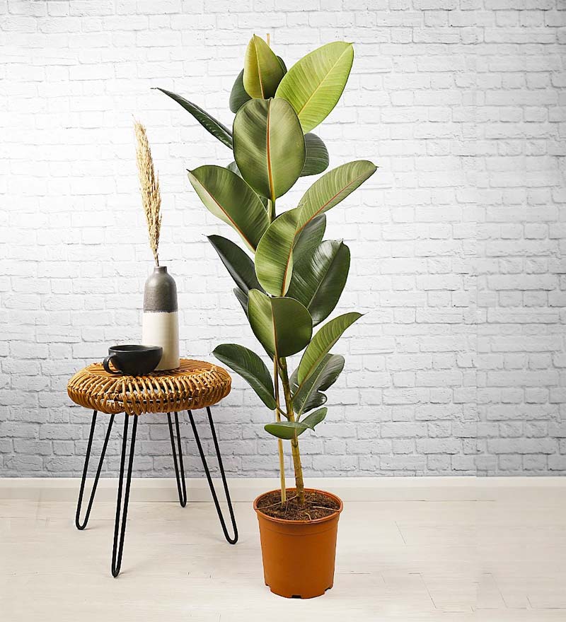 slaapkamer planten rubberplant slaapkamer planten rubberplant