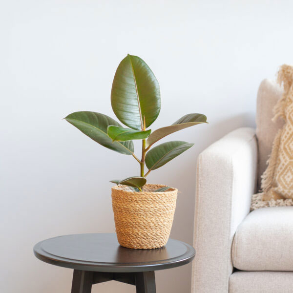 Ficus Elastica Rubberplant