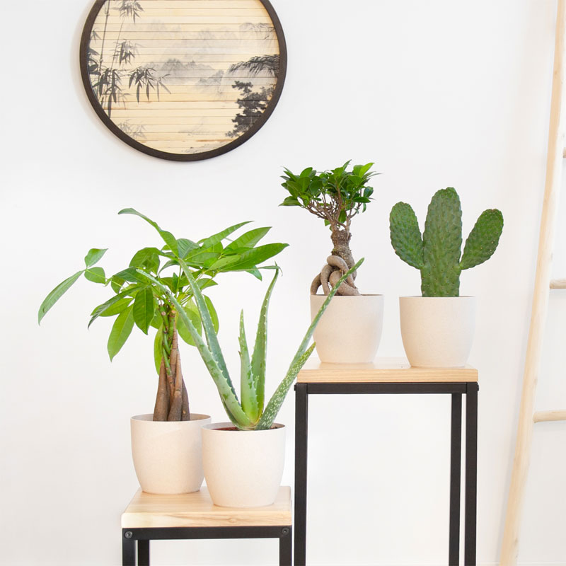 Wereldse Plantenbox 4 stuks