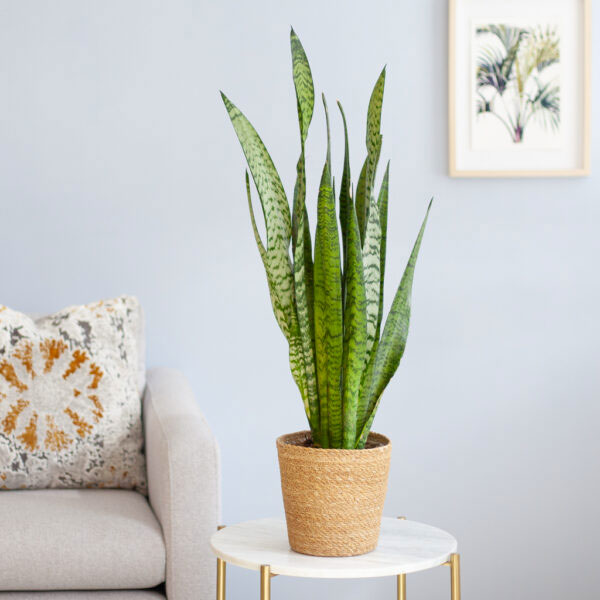 Sansevieria Zeylanica Vrouwentong