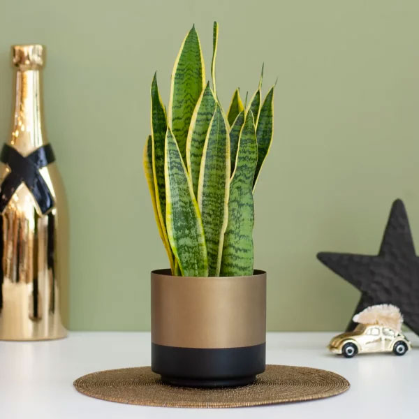 Sansevieria Laurentii Vrouwentong