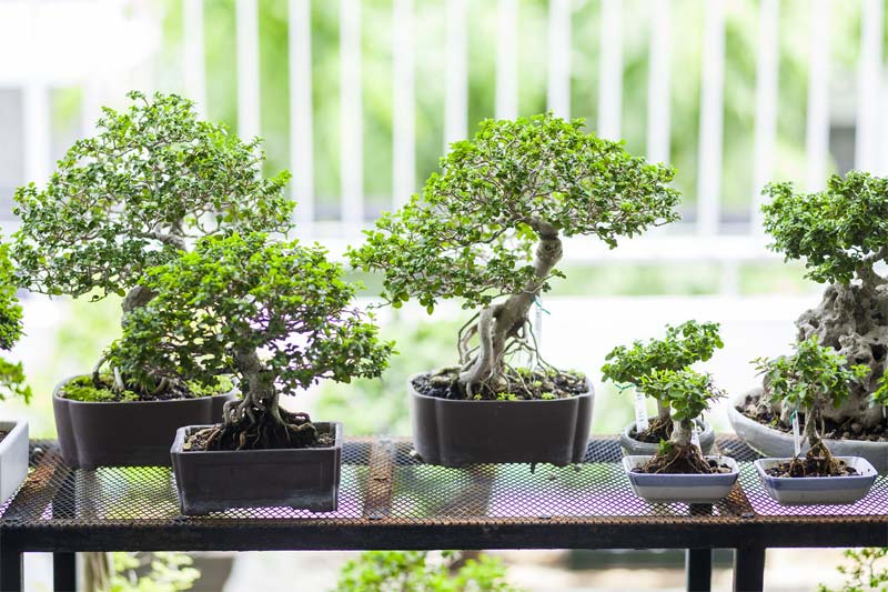 Verschillende bonsai bomen op een rek kan er ook heel mooi uitzien!