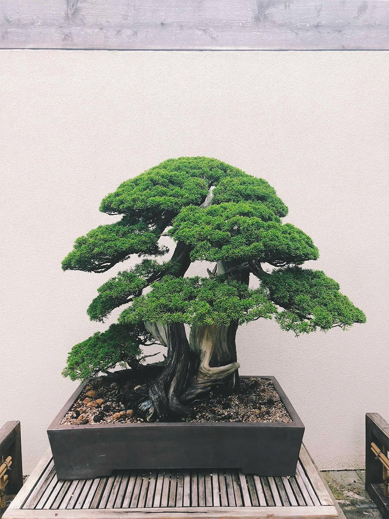 styling vormgeving tips bonsai
