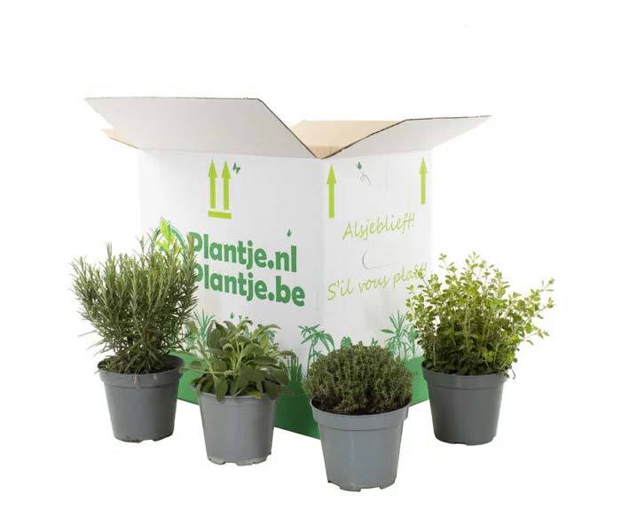 vensterbank decoratie moestuin kruidenbox vensterbank decoratie moestuin kruidenbox