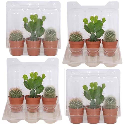 vensterbank decoratie planten cactus
