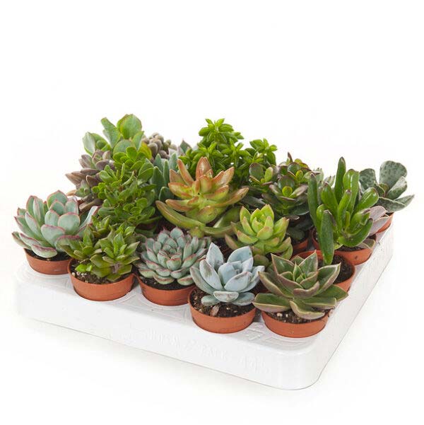 vensterbank decoratie vetplant